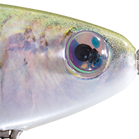 Pilchard