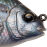Pinfish