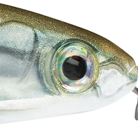 Pinfish