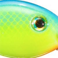 Powder Blue Back Chartreuse