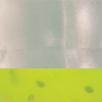 Pearl/Chartreuse Tail