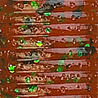 Pumpkin/Black Green Flake