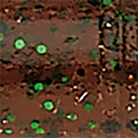 Pumpkin/Black Green Flake