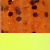 Pumpkin Chartreuse Tail