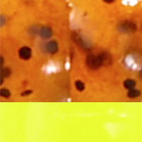 Pumpkin Chartreuse Tail