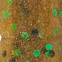Pumpkin Green Fleck