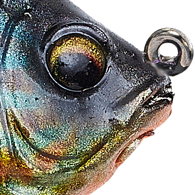 Pumpkinseed