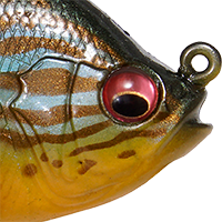 Pumpkinseed