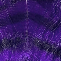 Purple/Black