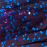 Purple Fleck/Purple Dot