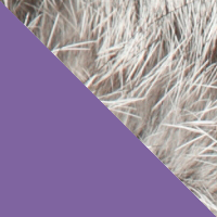 Purple/Grey