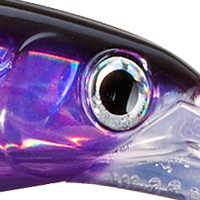 Purple Mackerel