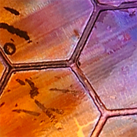Purple/Orange Hex Foil