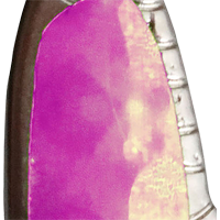 Purple/Silver Foil
