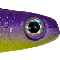 Purple Tiger UV