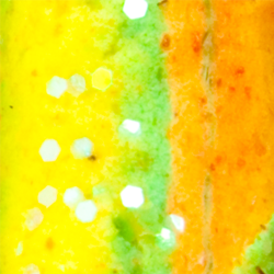 Rainbow Candy
