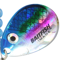 Rainbow Chub