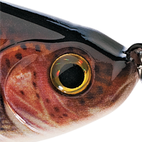 Rainbow Trout
