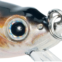 Rainbow Trout