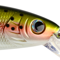 Rainbow Trout