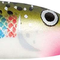 Rainbow Trout