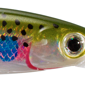 Rainbow Trout