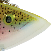 Rainbow Trout