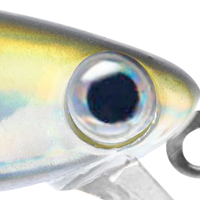 Rainbow Trout V2