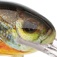 Real Sunfish