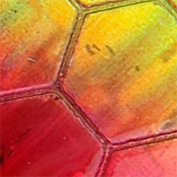 Red/Chartreuse Hex Foil