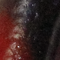 Red Shad