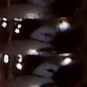 Red Shad