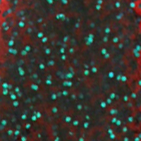 Red Shad Green Glitter