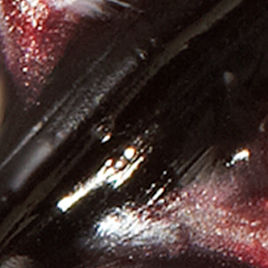 Red Shad