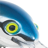 Red Tail Shiner