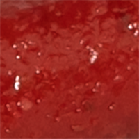 Red Wiggler