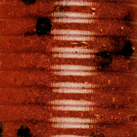 RS Brown