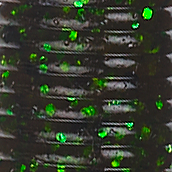 Rootbeer/Black, Green Flake