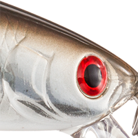 Sand Eel