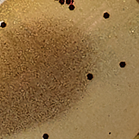 Sand Shrimp