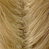 Sand Variant