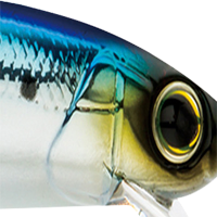Sardine