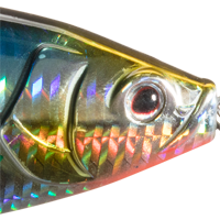 Sardine
