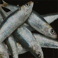 Sardine