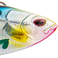 Sardine