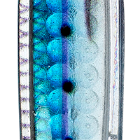 Sardine