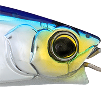 Sardine