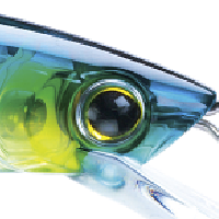 Sardine