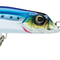 Sardine