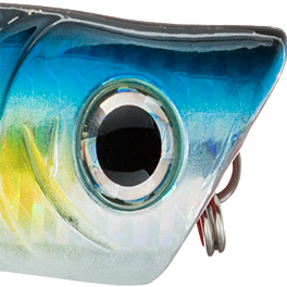Sardine